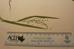 Dichanthelium boreale