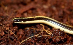 Homoroselaps dorsalis