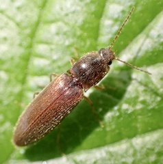 Dendrometrina