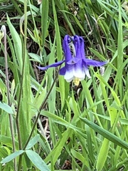 Aquilegia alpina