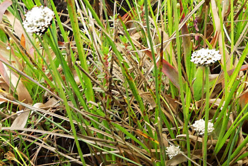 Eriocaulon sonderianum image