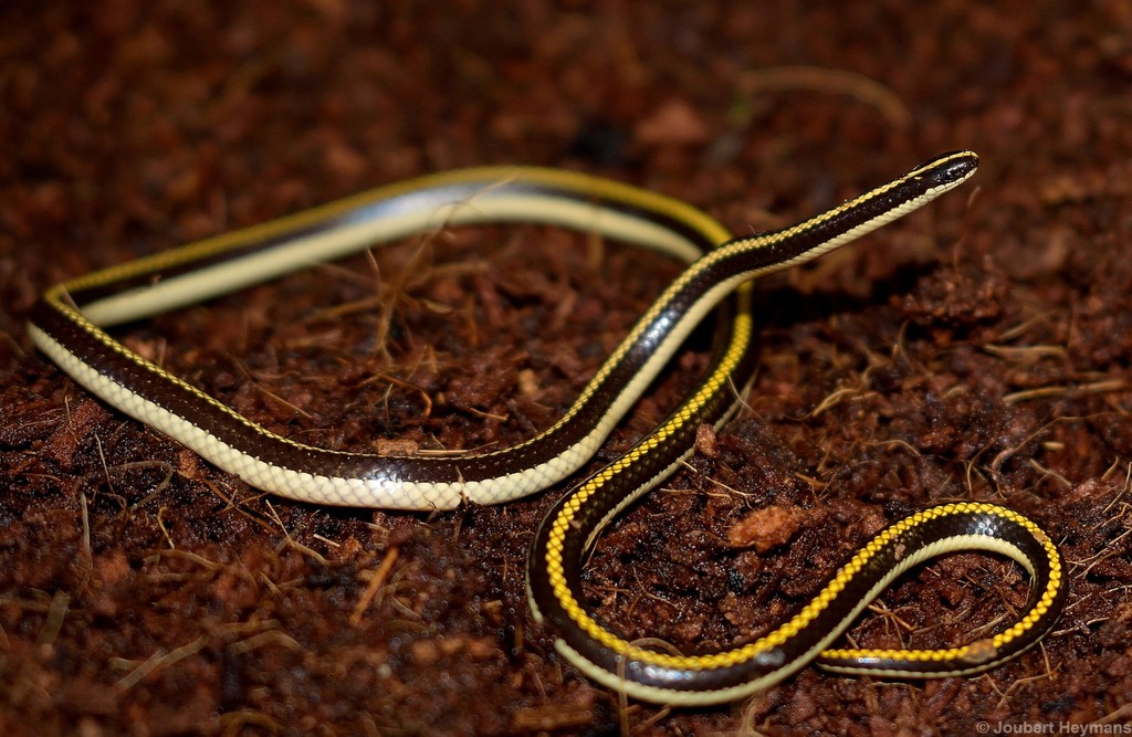 Striped Harlequin Snake