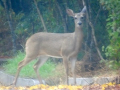 Odocoileus virginianus sinaloae