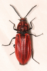 Anostirus purpureus