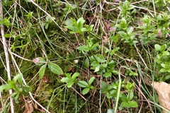 Galium rotundifolium