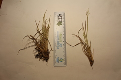 Dichanthelium depauperatum