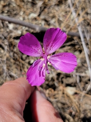 Clarkia bottae