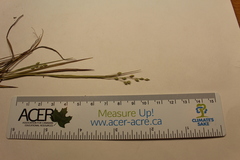 Dichanthelium depauperatum