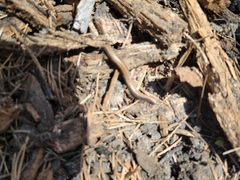 Californiulus yosemitensis