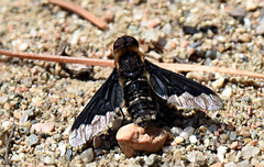 Hemipenthes morioides