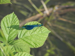 Calopteryx splendens