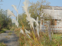 Poaceae