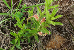 Acalypha glandulifolia