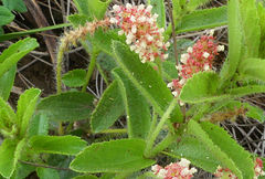 Acalypha glandulifolia
