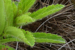 Acalypha glandulifolia