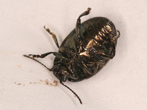 cow parsley leaf beetle, photo 6 of 7