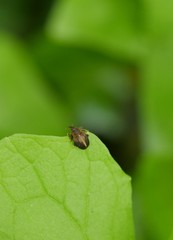 Lignyodes enucleator
