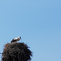 Ciconia ciconia
