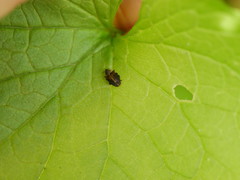 Lignyodes enucleator