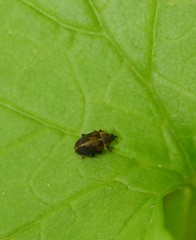 Lignyodes enucleator