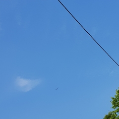 Ciconia ciconia