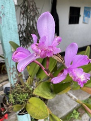 Cattleya harrisoniana