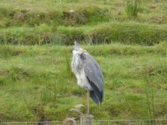 Ardea cinerea