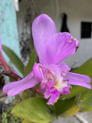 Cattleya harrisoniana