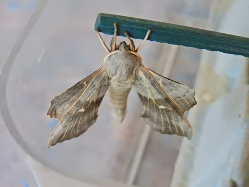 Poplar hawk-moth