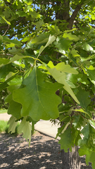 Quercus bicolor