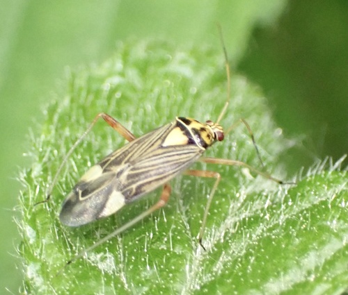 Striped Oak Bug, Udenhout, Noord-Brabant, NL, photo 9 of 10