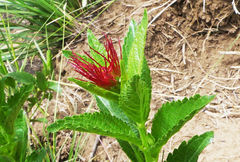Acalypha punctata
