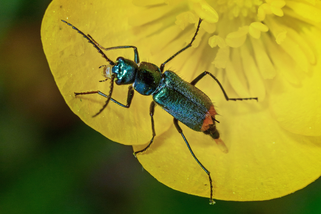 Clanoptilus arnaizi