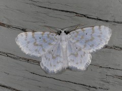 Hydrelia albifera