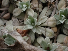 Antennaria microphylla