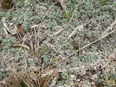 Antennaria microphylla