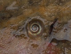 Margarites helicinus