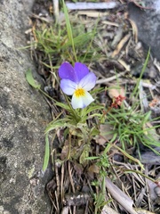 Viola tricolor