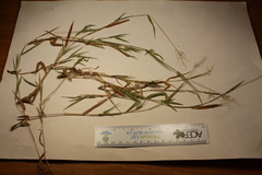 Dichanthelium implicatum