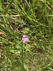 Geranium robertianum