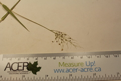 Dichanthelium implicatum