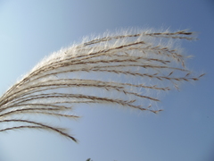 Poaceae