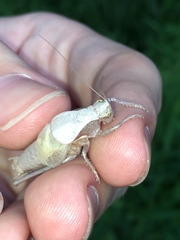 Atlanticus testaceus