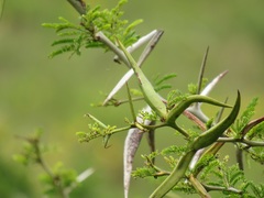 Vachellia kosiensis
