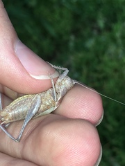 Atlanticus testaceus