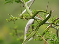 Vachellia kosiensis