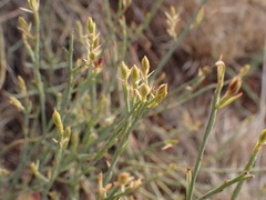 Lacomucinaea lineata