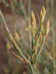 Lacomucinaea lineata