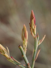 Lacomucinaea lineata