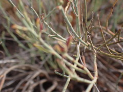 Lacomucinaea lineata